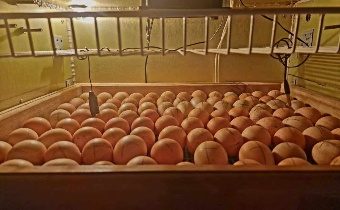 Inkubacja perliczek cz.1 zdjecie