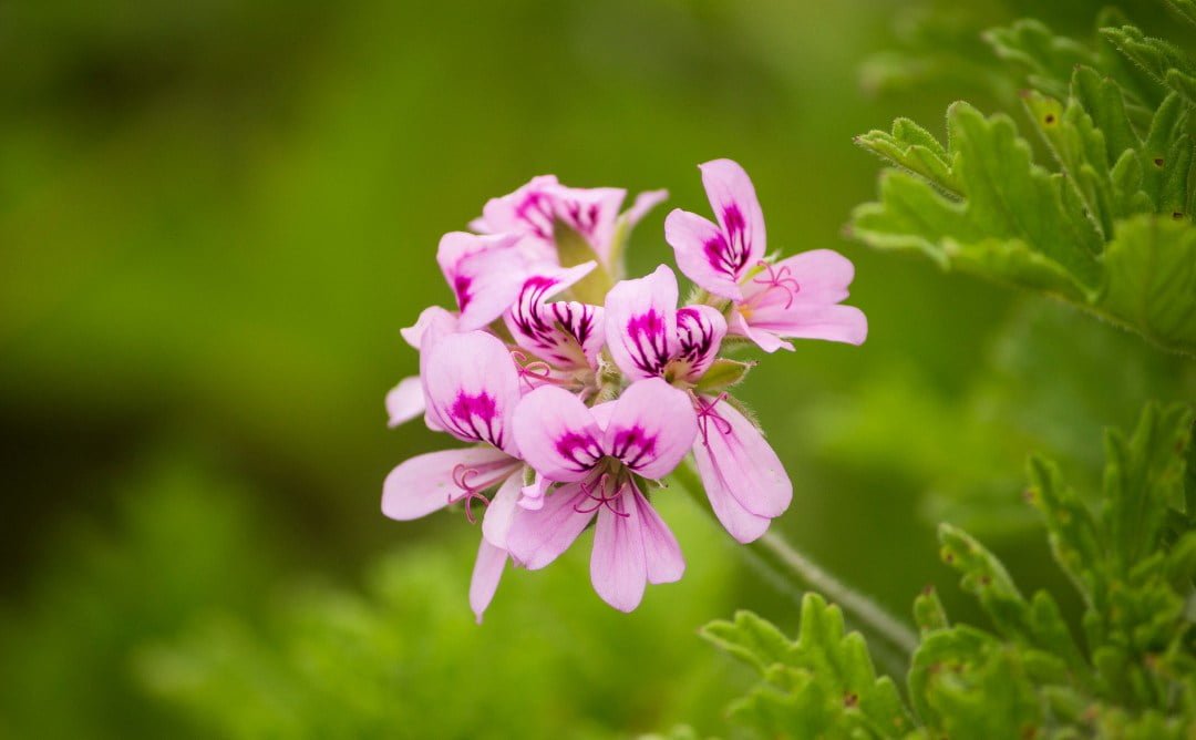 pelargonia
