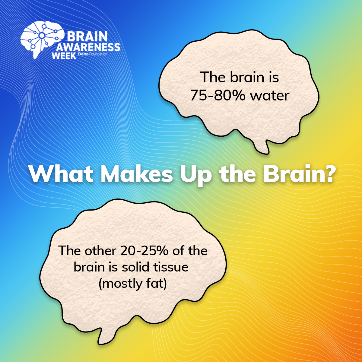 brain composition 1200x1200 1