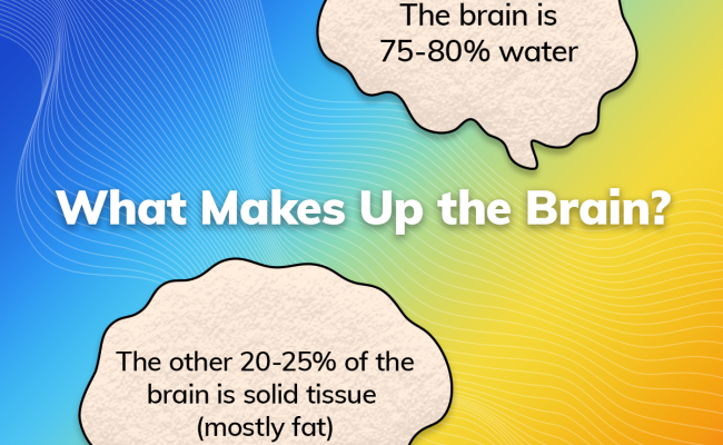 brain composition 1200x1200 1